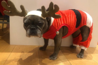 Christmas-Belle