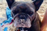 Sand-dog