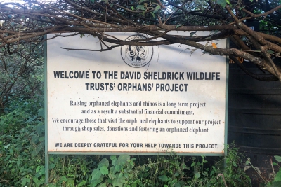 Today I visited the David Sheldrick Elephant Orphanage