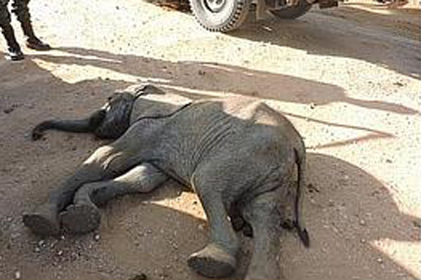 We adopted elephant ‘Emoli’